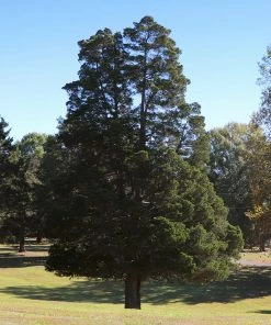 Brighter Blooms Evergreen & Privacy Eastern Red Cedar Tree