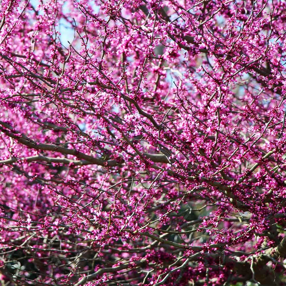 Brighter Blooms Flowering Trees Eastern Redbud Tree 4 Brighter Blooms Flowering Trees Eastern Redbud Tree