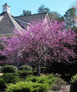 Brighter Blooms Flowering Trees Eastern Redbud Tree