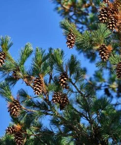 Brighter Blooms Eastern White Pine Tree Evergreen & Privacy