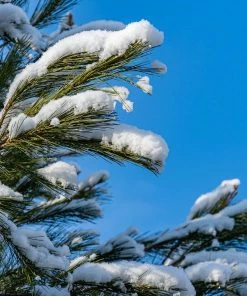 Brighter Blooms Eastern White Pine Tree Evergreen & Privacy