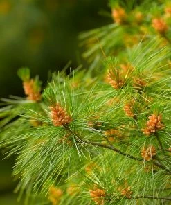 Brighter Blooms Eastern White Pine Tree Evergreen & Privacy