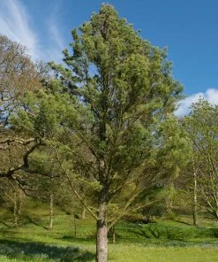 Brighter Blooms Eastern White Pine Tree Evergreen & Privacy