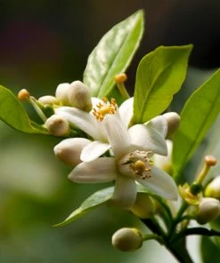 Brighter Blooms Fruit Trees EasyPeel Clementine Tree 7 Brighter Blooms Fruit Trees EasyPeel Clementine Tree