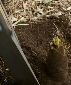 Brighter Blooms Evergreen & Privacy Edible Bamboo Plant