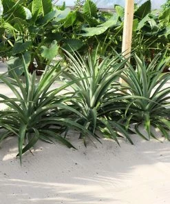 Brighter Blooms Elite Gold Pineapple Plant Fruit Trees