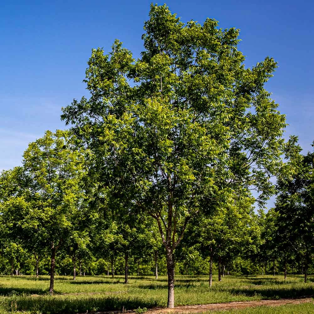 Brighter Blooms Elliot Pecan Tree New Trees 3 Brighter Blooms Elliot Pecan Tree New Trees