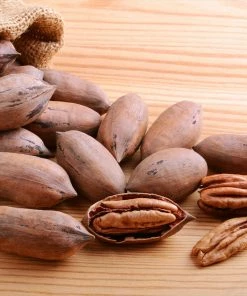 Brighter Blooms Elliot Pecan Tree New Trees 7 Brighter Blooms Elliot Pecan Tree New Trees