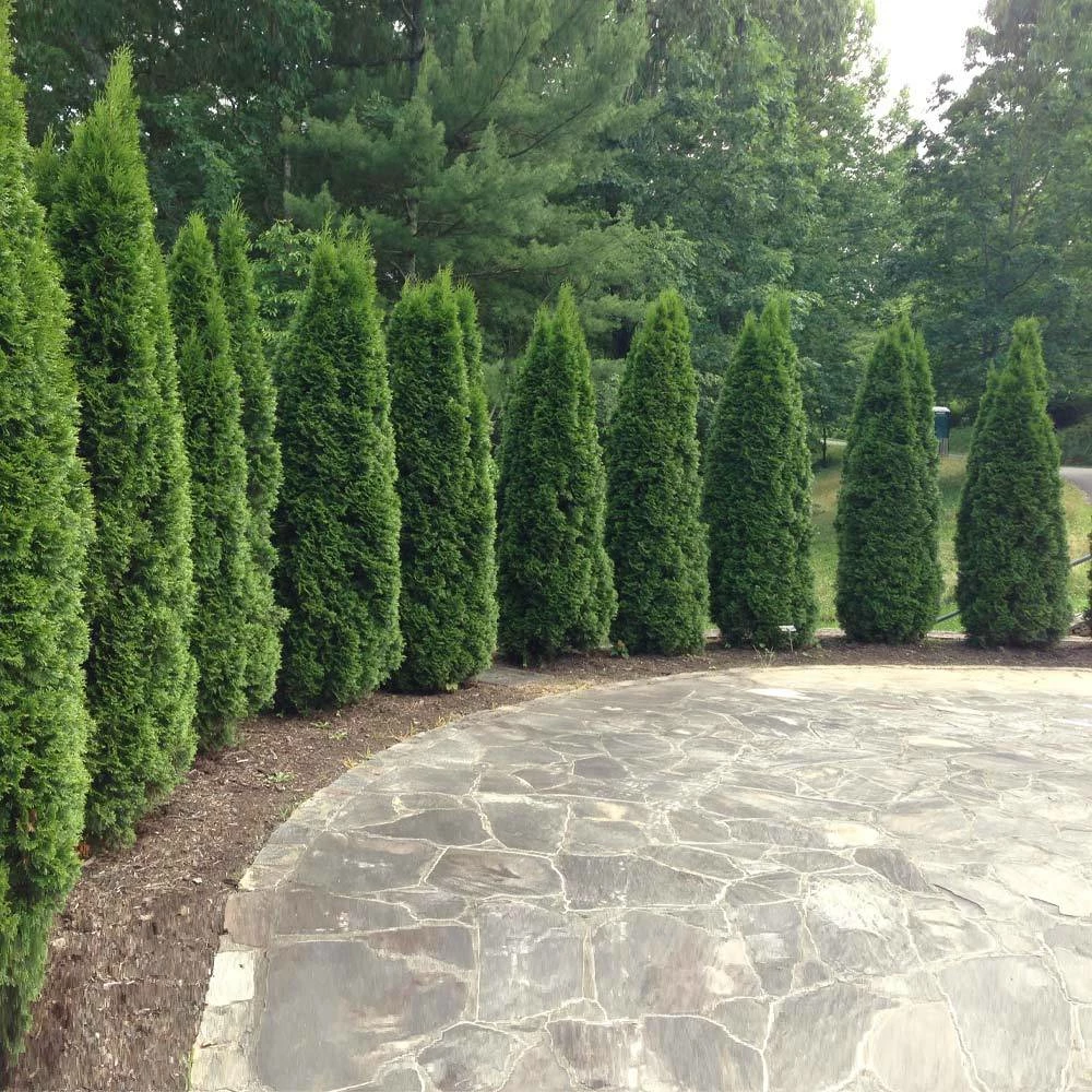 Brighter Blooms Evergreen & Privacy Emerald Green Thuja Tree 3 Brighter Blooms Evergreen & Privacy Emerald Green Thuja Tree
