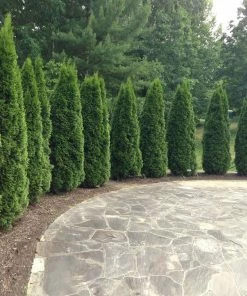 NO WARRANTY Emerald Green Thuja Tree Plants For Clay Soil