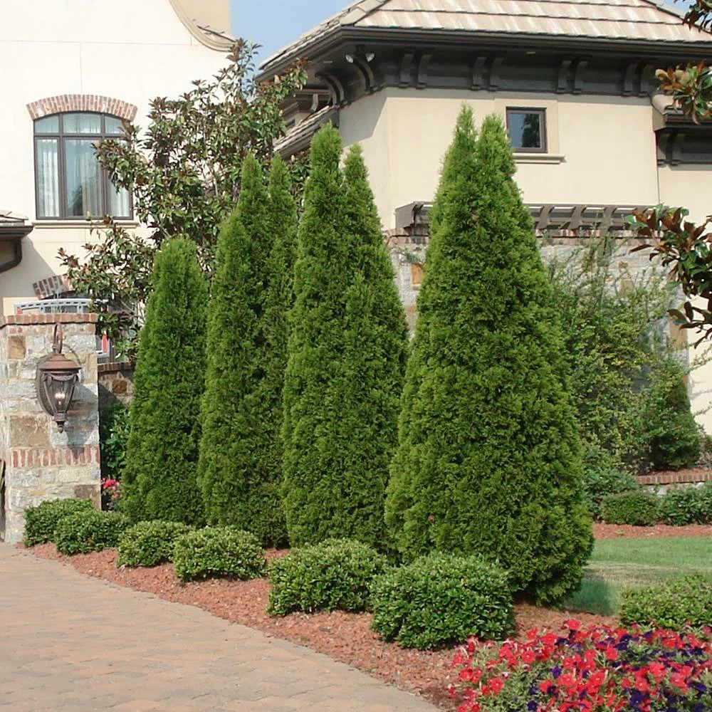 Brighter Blooms Evergreen & Privacy Emerald Green Thuja Tree 2 Brighter Blooms Evergreen & Privacy Emerald Green Thuja Tree