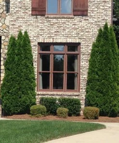 NO WARRANTY Emerald Green Thuja Tree Plants For Clay Soil