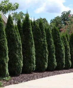Brighter Blooms Evergreen & Privacy Emerald Green Thuja Tree 11 Brighter Blooms Evergreen & Privacy Emerald Green Thuja Tree