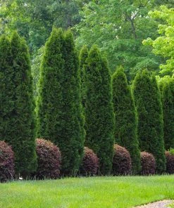 Brighter Blooms Evergreen & Privacy Emerald Green Thuja Tree 10 Brighter Blooms Evergreen & Privacy Emerald Green Thuja Tree