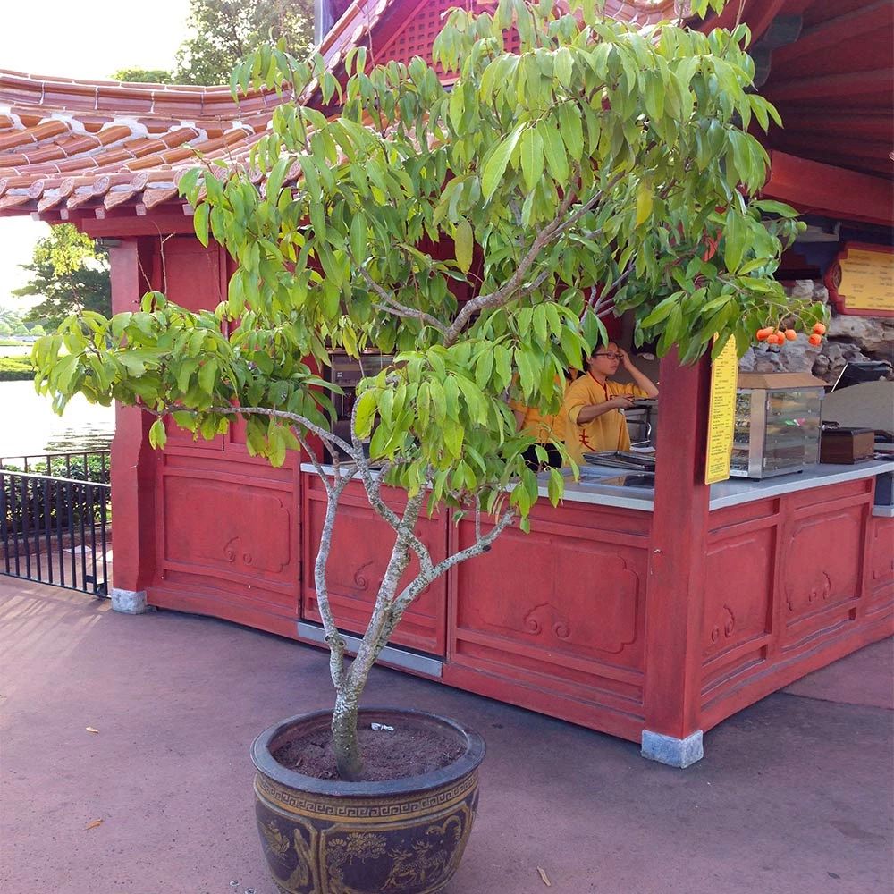 Brighter Blooms Emperor Lychee Tree 5 Brighter Blooms Emperor Lychee Tree