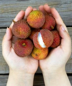 Brighter Blooms Emperor Lychee Tree 8 Brighter Blooms Emperor Lychee Tree