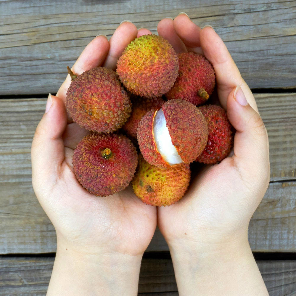 Brighter Blooms Emperor Lychee Tree 4 Brighter Blooms Emperor Lychee Tree