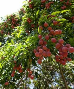 Brighter Blooms Emperor Lychee Tree