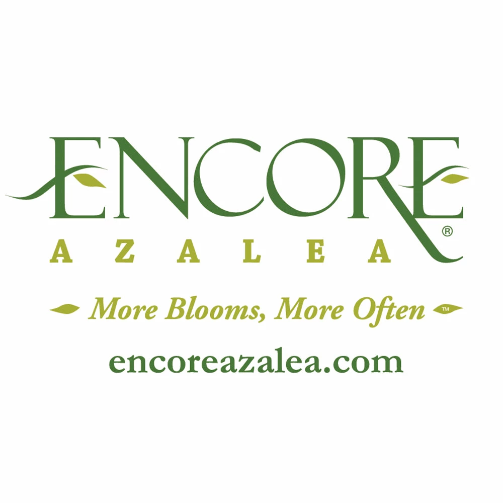 Brighter Blooms Autumn Debutante® Encore® Azalea Shrub Shrubs & Hedges 6 Brighter Blooms Autumn Debutante® Encore® Azalea Shrub Shrubs & Hedges