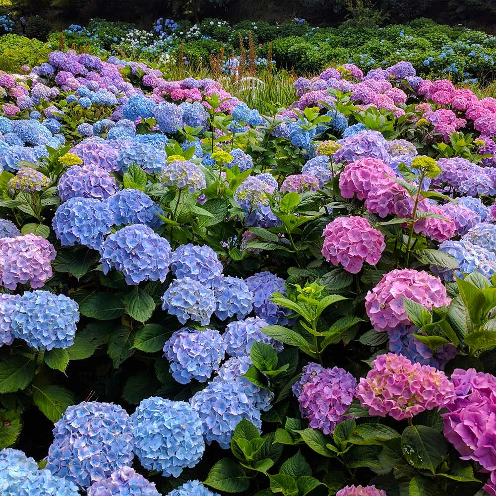 Brighter Blooms Shrubs & Hedges Endless Summer® Hydrangea Shrub 5 Brighter Blooms Shrubs & Hedges Endless Summer® Hydrangea Shrub