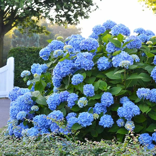 Brighter Blooms Shrubs & Hedges Endless Summer® Hydrangea Shrub 1 Brighter Blooms Shrubs & Hedges Endless Summer® Hydrangea Shrub