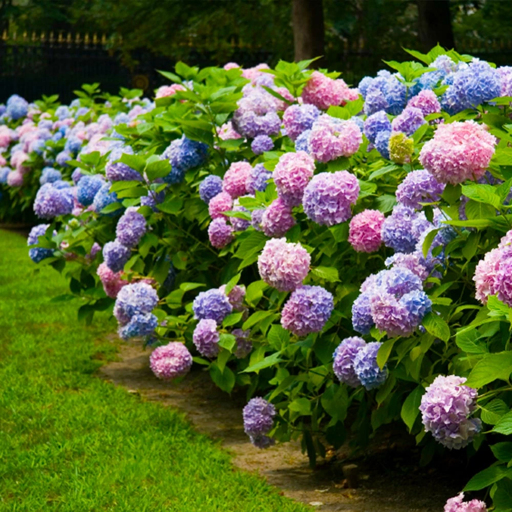 Brighter Blooms Shrubs & Hedges Endless Summer® Hydrangea Shrub 4 Brighter Blooms Shrubs & Hedges Endless Summer® Hydrangea Shrub