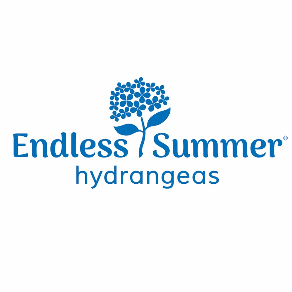 Brighter Blooms Endless Summer® BloomStruck® Hydrangea Shrub Shrubs & Hedges 6 Brighter Blooms Endless Summer® BloomStruck® Hydrangea Shrub Shrubs & Hedges