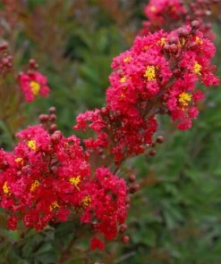 Brighter Blooms Enduring Summer Red Crape Myrtle Shrub Shrubs & Hedges 5 Brighter Blooms Enduring Summer Red Crape Myrtle Shrub Shrubs & Hedges