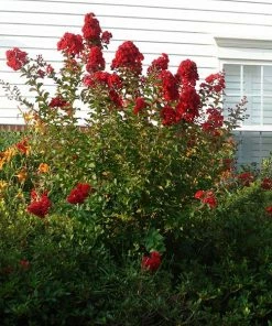 Brighter Blooms Enduring Summer Red Crape Myrtle Shrub Shrubs & Hedges