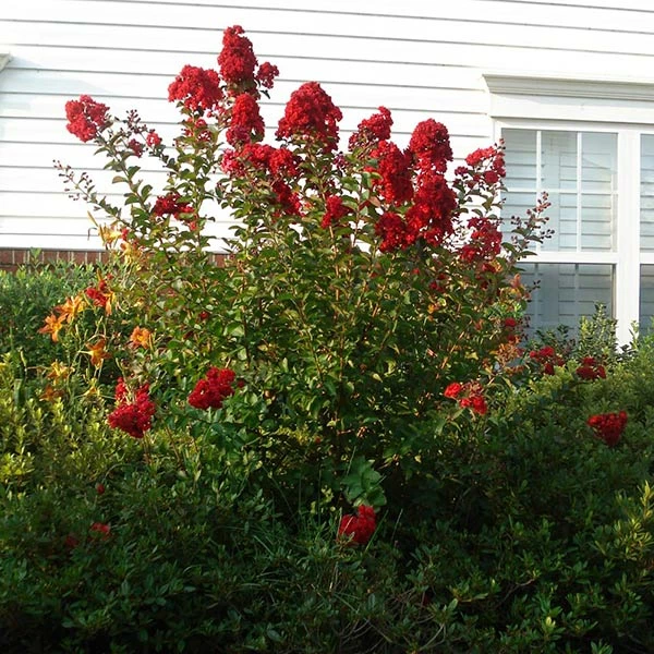 Brighter Blooms Enduring Summer Red Crape Myrtle Shrub Shrubs & Hedges 1 Brighter Blooms Enduring Summer Red Crape Myrtle Shrub Shrubs & Hedges