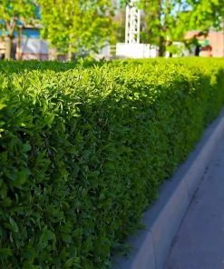 Brighter Blooms Dwarf English Boxwood Shrub Shrubs & Hedges