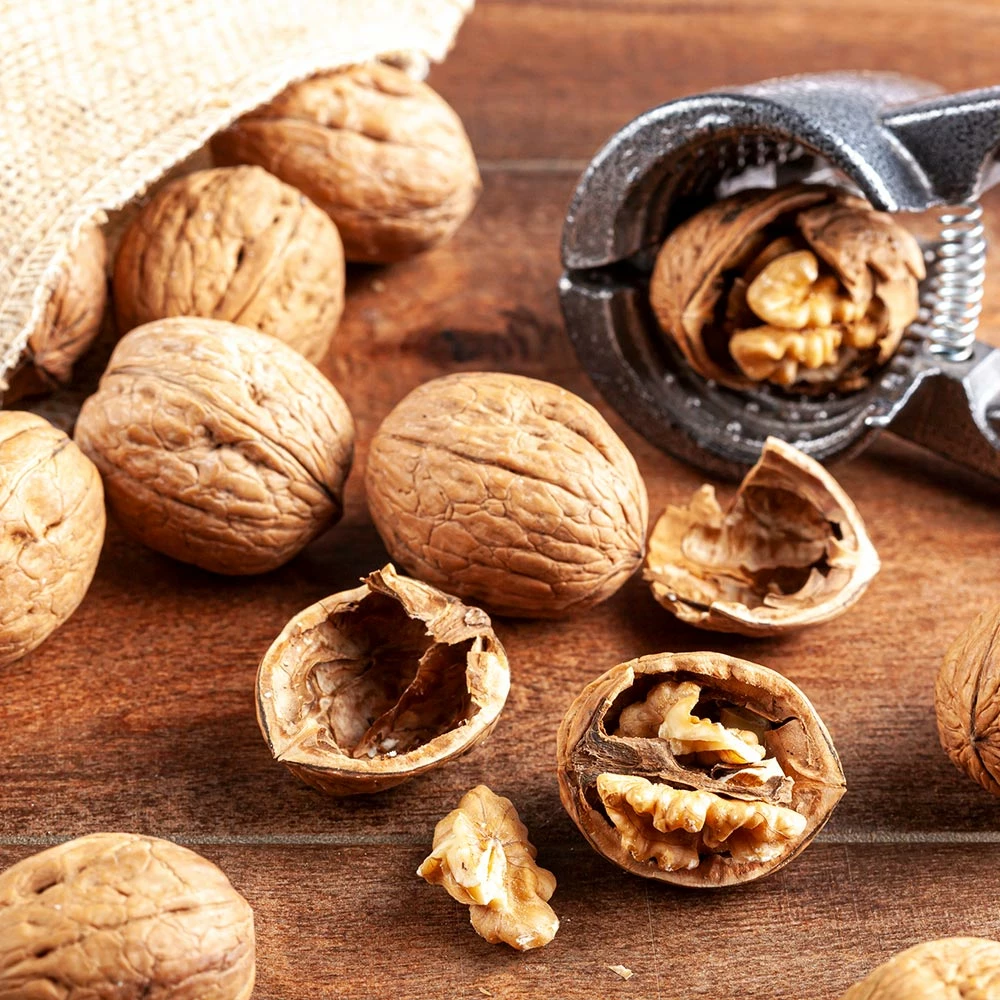 Brighter Blooms Fruit Trees Carpathian English Walnut Tree 5 Brighter Blooms Fruit Trees Carpathian English Walnut Tree