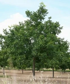 Brighter Blooms Fruit Trees Carpathian English Walnut Tree 8 Brighter Blooms Fruit Trees Carpathian English Walnut Tree
