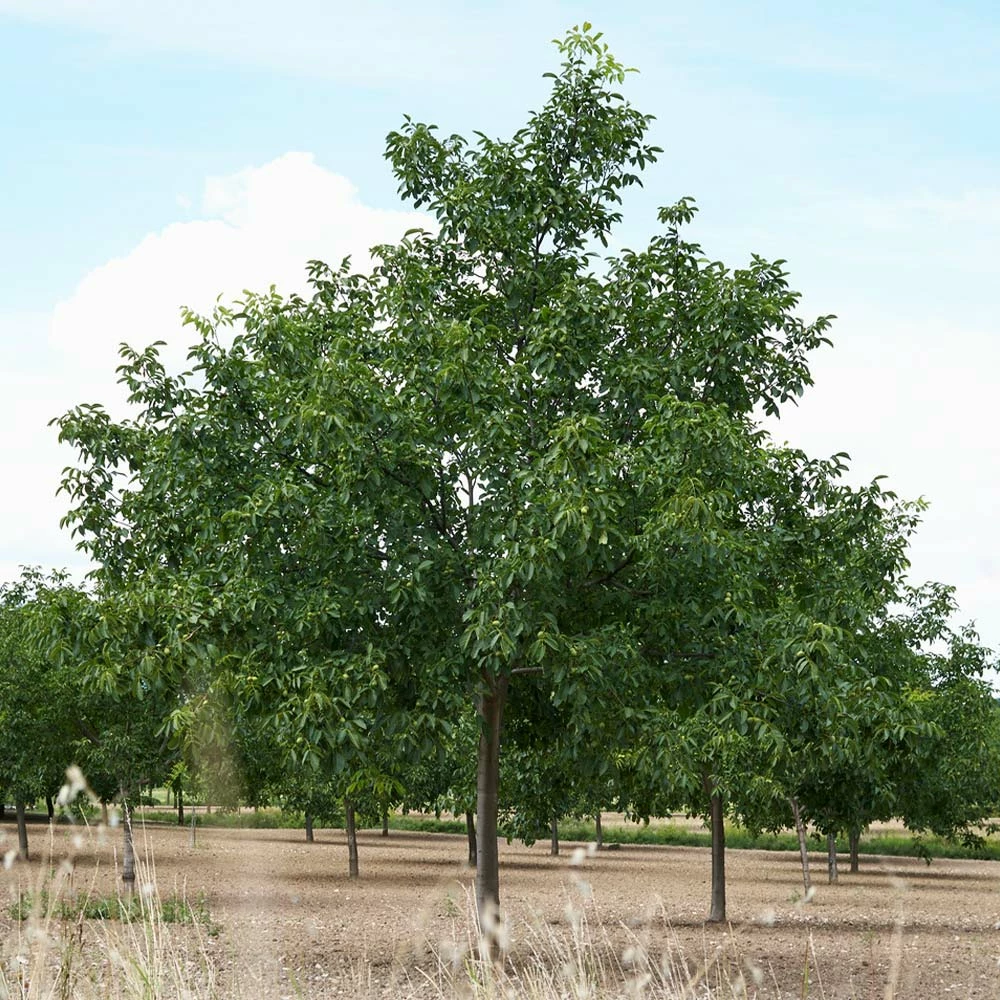Brighter Blooms Fruit Trees Carpathian English Walnut Tree 4 Brighter Blooms Fruit Trees Carpathian English Walnut Tree
