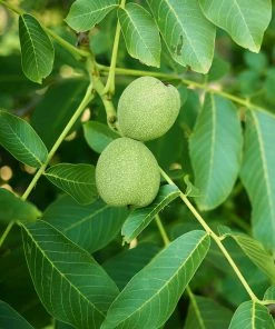 Brighter Blooms Fruit Trees Carpathian English Walnut Tree 7 Brighter Blooms Fruit Trees Carpathian English Walnut Tree