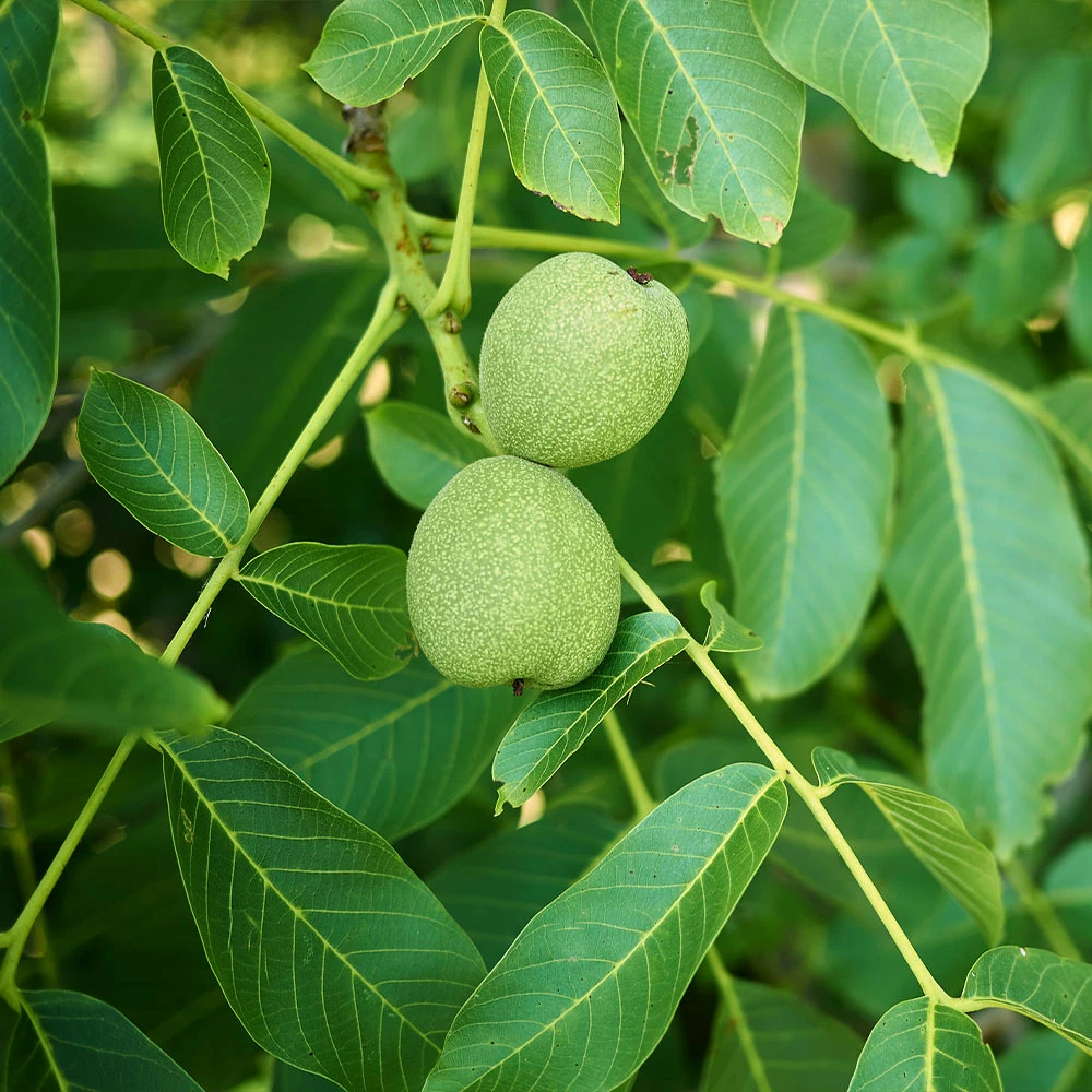 Brighter Blooms Fruit Trees Carpathian English Walnut Tree 3 Brighter Blooms Fruit Trees Carpathian English Walnut Tree