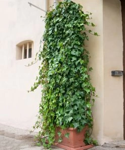 Brighter Blooms English Ivy 8 Brighter Blooms English Ivy