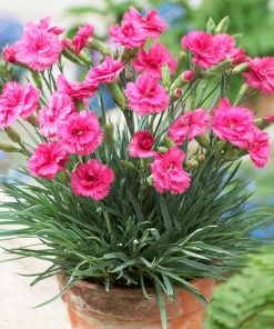 Brighter Blooms Scent First® Eternity Dianthus