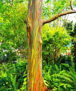 Brighter Blooms Rainbow Eucalyptus Tree 7 Brighter Blooms Rainbow Eucalyptus Tree