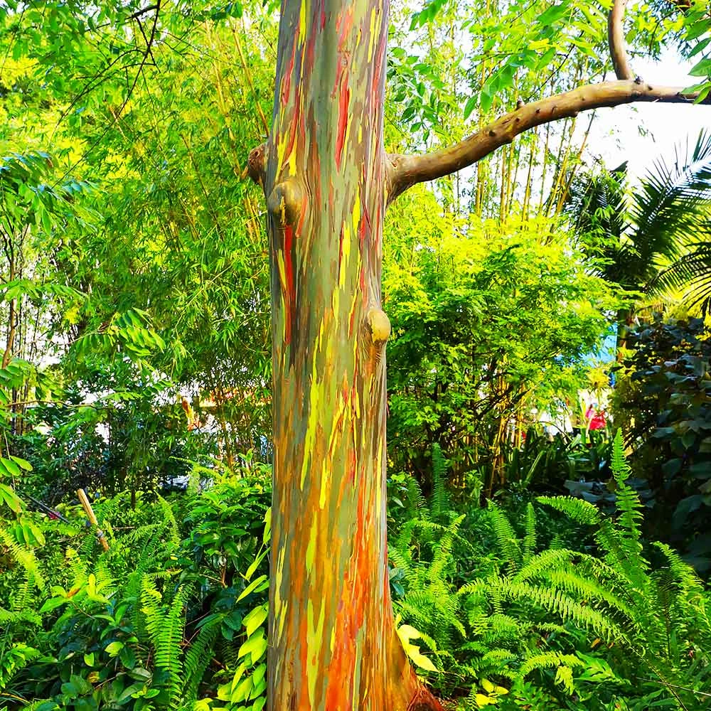 Brighter Blooms Rainbow Eucalyptus Tree 4 Brighter Blooms Rainbow Eucalyptus Tree
