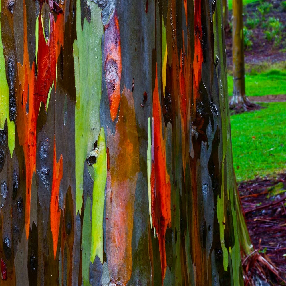 Brighter Blooms Rainbow Eucalyptus Tree 2 Brighter Blooms Rainbow Eucalyptus Tree