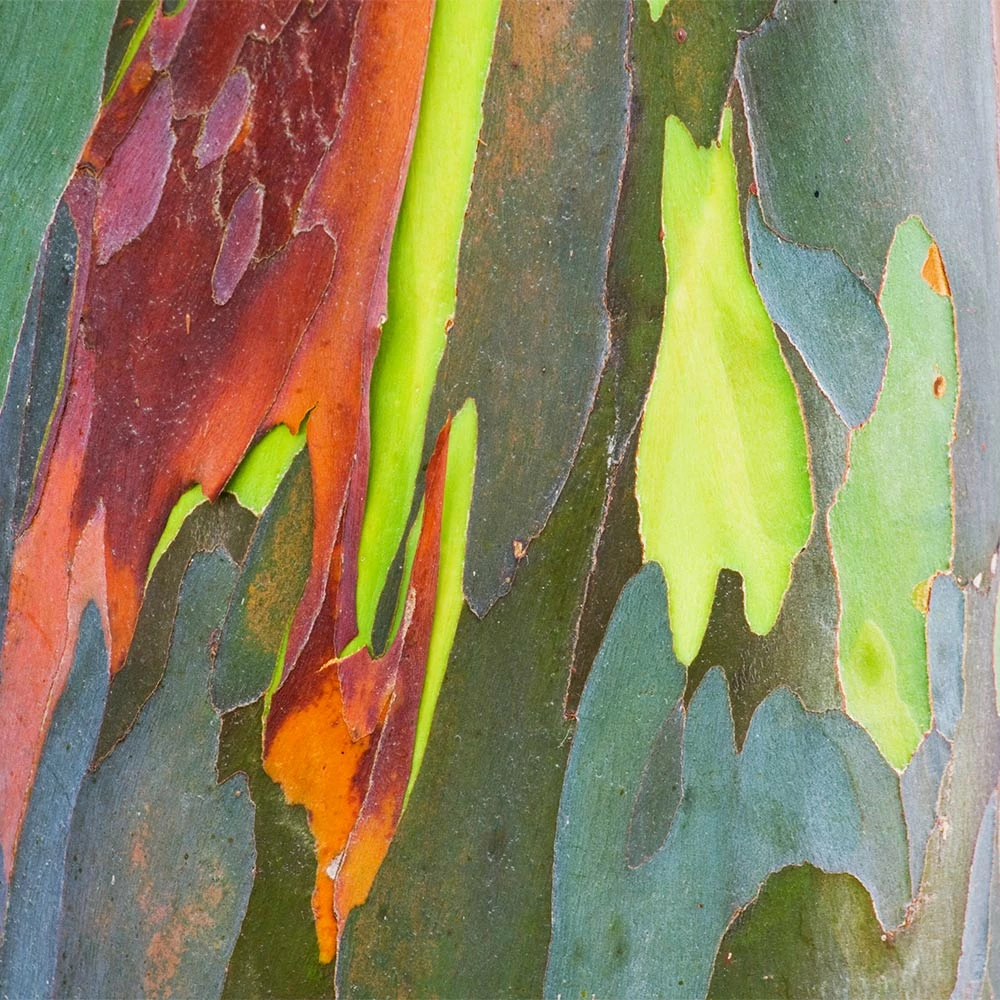 Brighter Blooms Rainbow Eucalyptus Tree 3 Brighter Blooms Rainbow Eucalyptus Tree