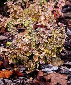 Brighter Blooms SHOP ALL Emerald N' Gold Wintercreeper 5 Brighter Blooms SHOP ALL Emerald N' Gold Wintercreeper