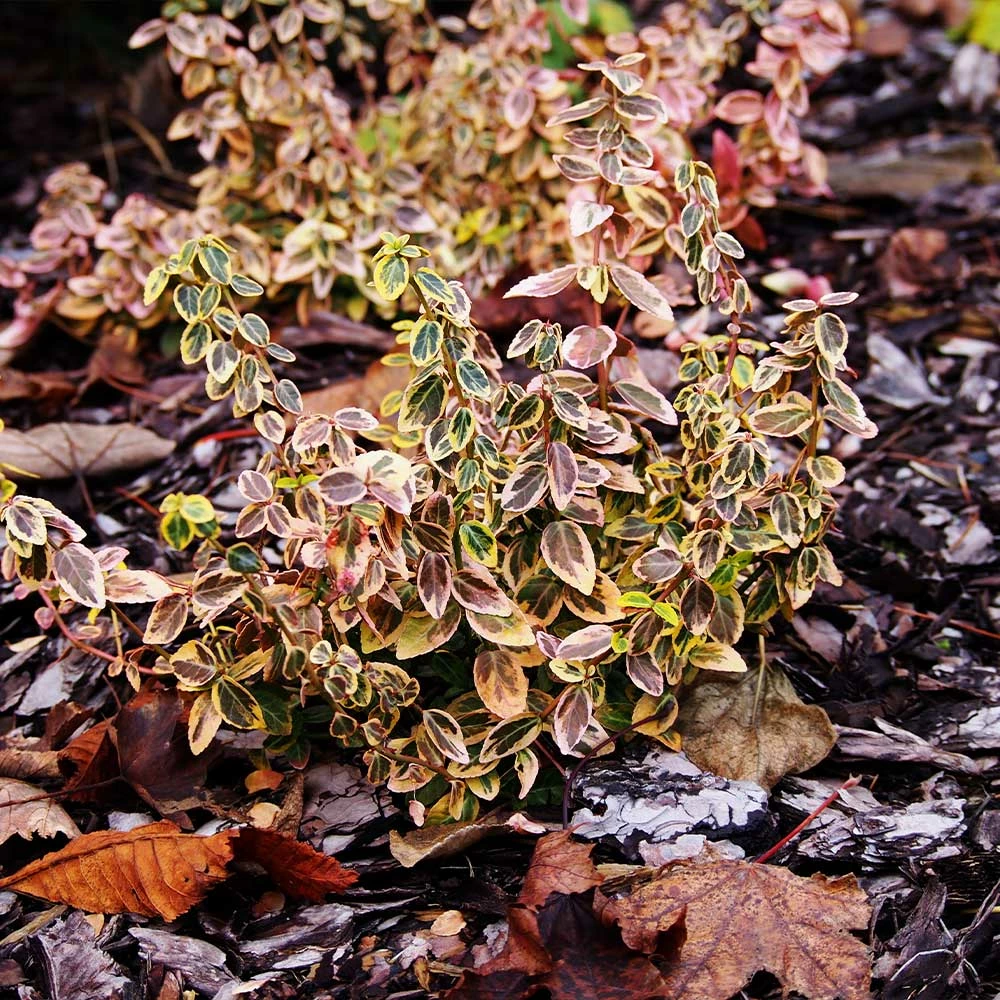 Brighter Blooms SHOP ALL Emerald N' Gold Wintercreeper 3 Brighter Blooms SHOP ALL Emerald N' Gold Wintercreeper