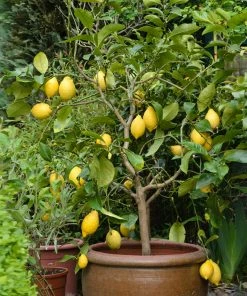 Brighter Blooms Eureka Lemon Tree Fruit Trees