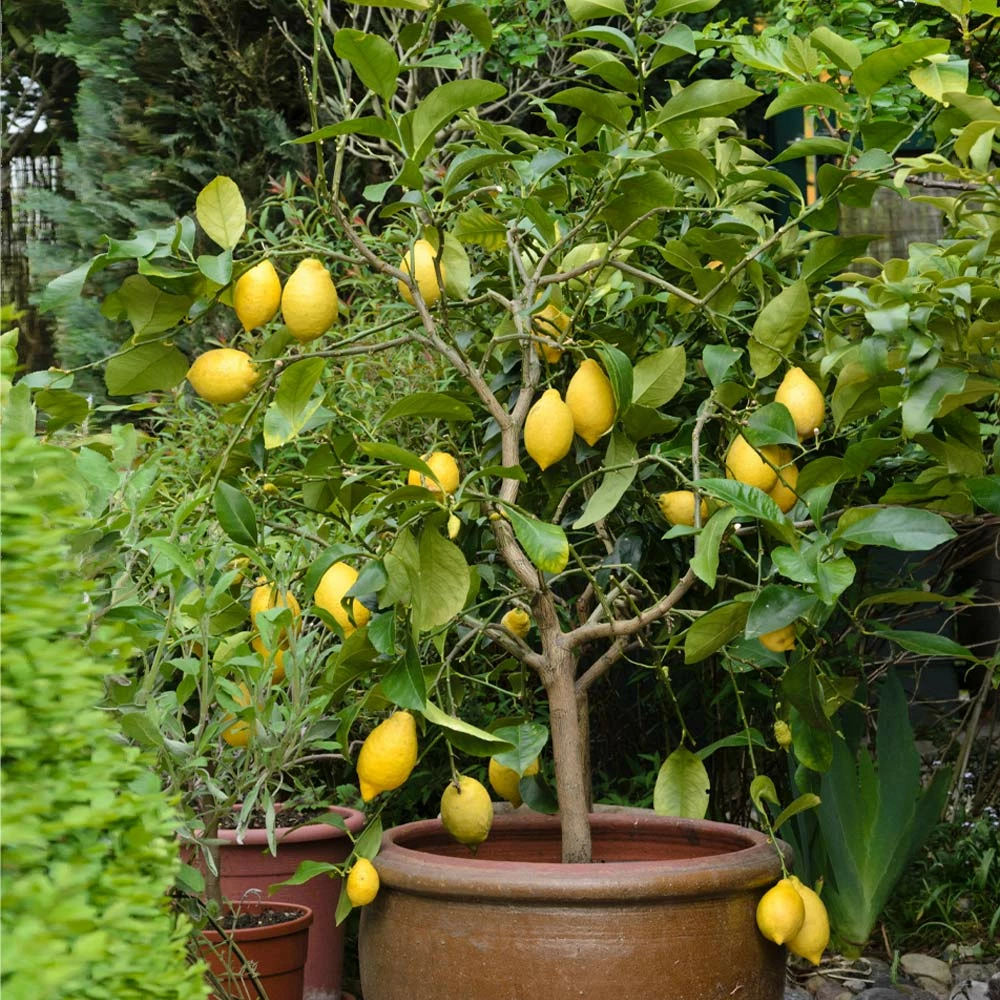 Brighter Blooms Eureka Lemon Tree Fruit Trees 2 Brighter Blooms Eureka Lemon Tree Fruit Trees