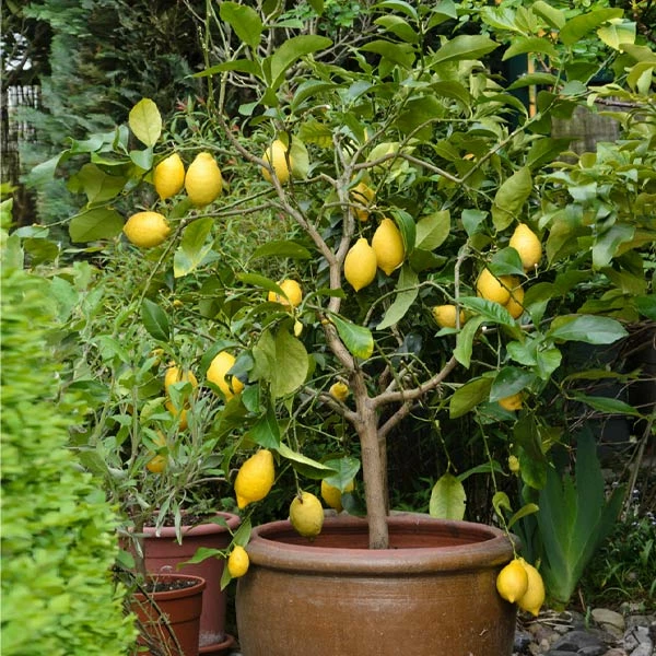 Brighter Blooms Eureka Lemon Tree Fruit Trees 1 Brighter Blooms Eureka Lemon Tree Fruit Trees