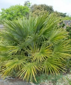 Brighter Blooms Palm Trees European Fan Palm Tree 8 Brighter Blooms Palm Trees European Fan Palm Tree