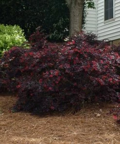 Brighter Blooms Ever Red Loropetalum Shrub Shrubs & Hedges
