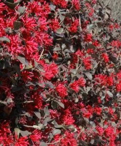 Brighter Blooms Ever Red Loropetalum Shrub Shrubs & Hedges